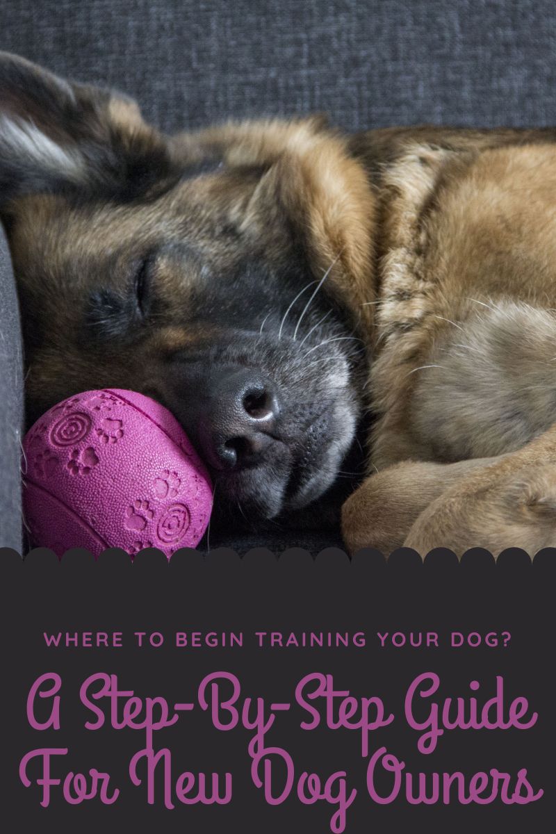 Where to Begin Training a Dog? A Step-by-Step Guide for New Dog Owners